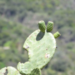 Cactus fruit - Opuntia ; great taste!