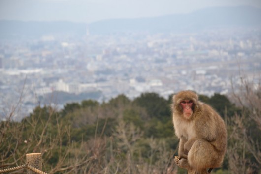 Iwatayama monkey park