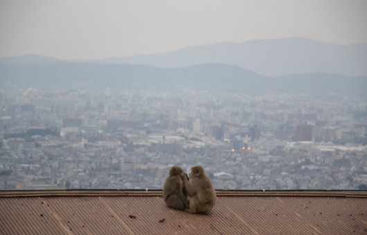 View from the Iwatayama monkey park