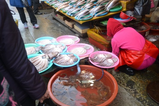 Fresh squid at the Jagalshi fishmarket!