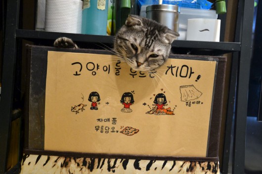 Cat in a box...