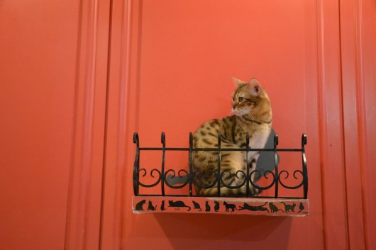 Tigress cat!