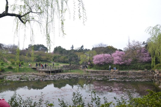 Nice visit to the Meiyuan gardens, plum gardens