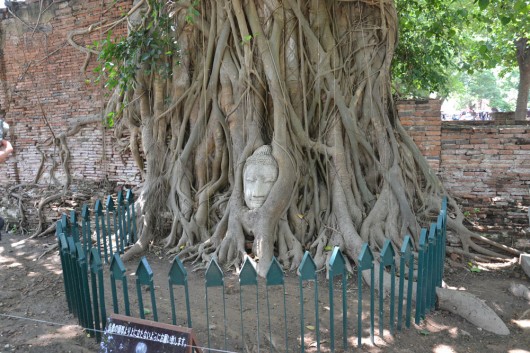 Buddha head entangled in the roots