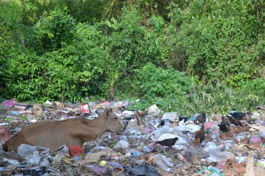 Cows just hanging around in the piles of trash spread around the outskirts