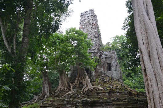 Recurring scenery of nature over man in Angkor Wat