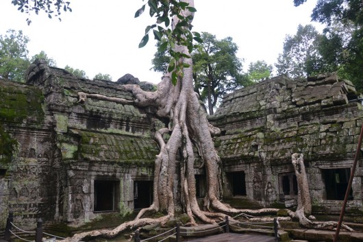 Trees are overpowering the temples in Ta Phrom