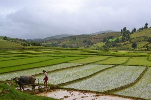 Rice fields on the hike towards Inle Lake