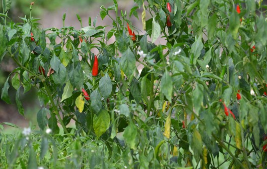 Never knew chillies grew upside down
