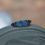 One of the many butterflies at the Iguaçu falls
