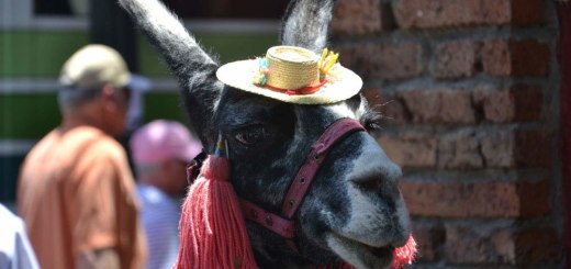 Llama with a hat... or is it alpaca