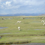 Llamas and alpacas grazing on the plains